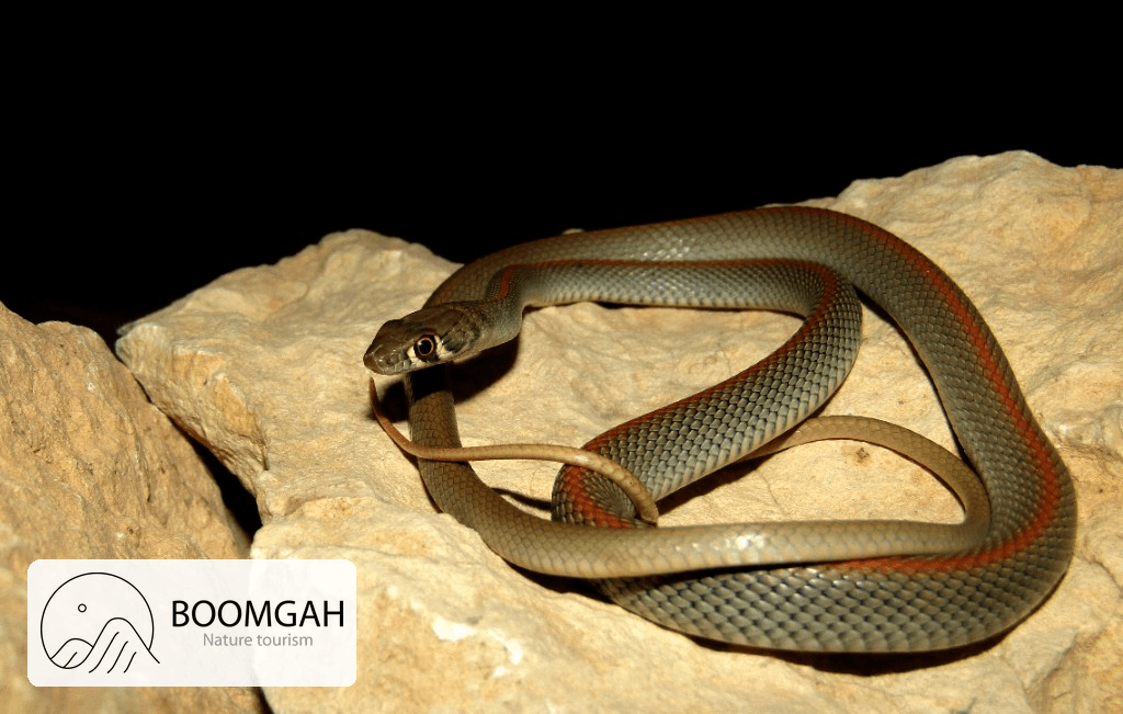 مار تازی صخره‌ای