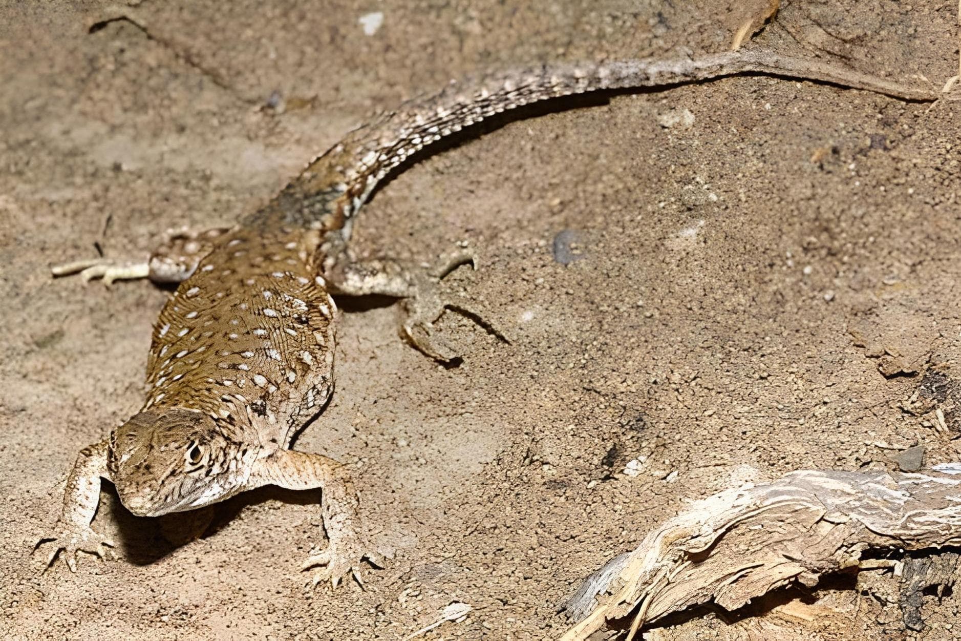 ارمیاس خالچشمی